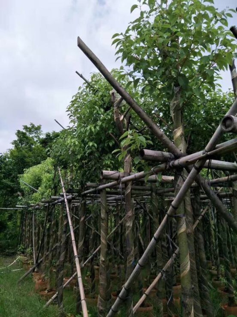 香樟袋苗3-30CM