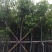 香樟袋苗3-30CM