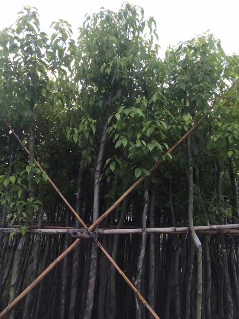 香樟袋苗3-30CM