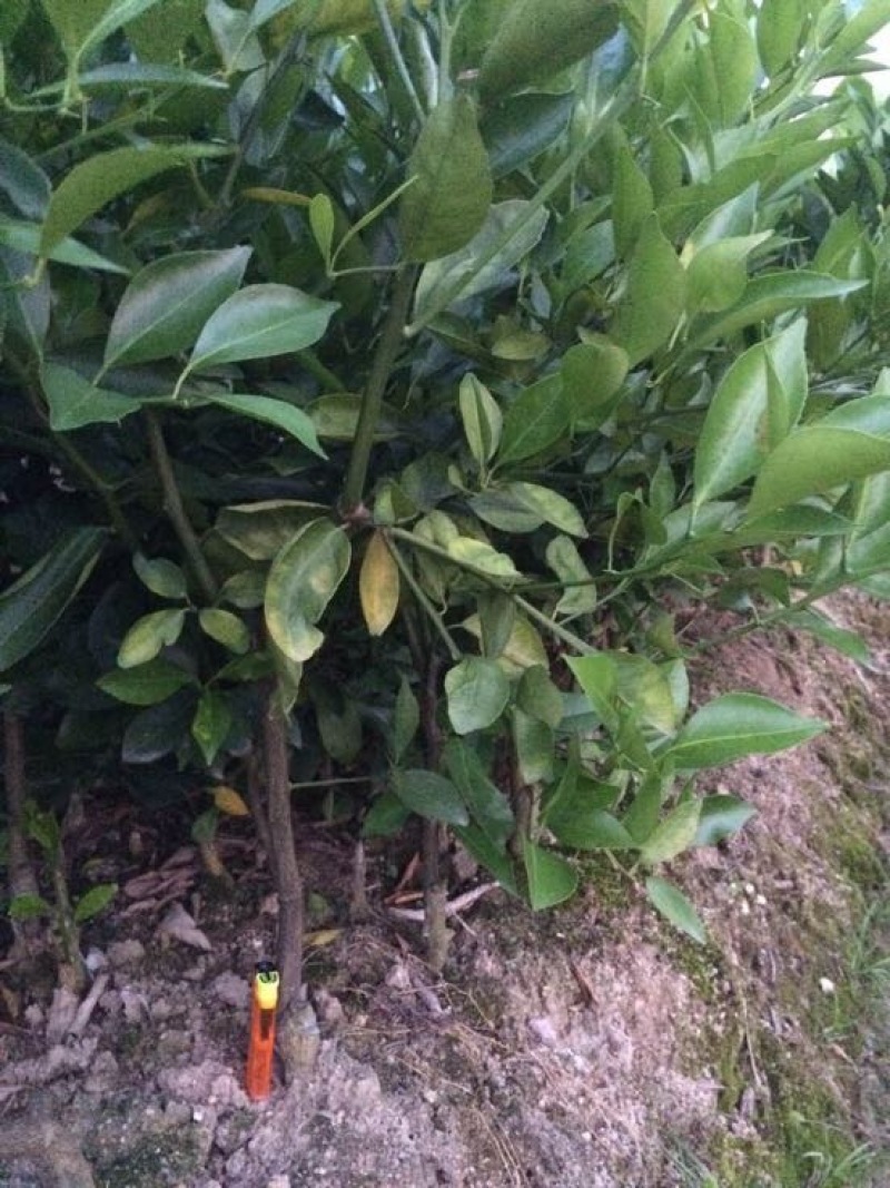 皇帝柑苗贡柑30-50CM