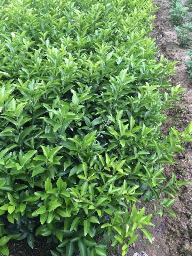 皇帝柑苗贡柑30-50CM
