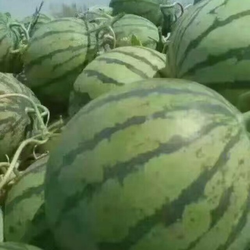 甜王西瓜10斤打底8成熟1茬