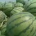 甜王西瓜10斤打底8成熟1茬