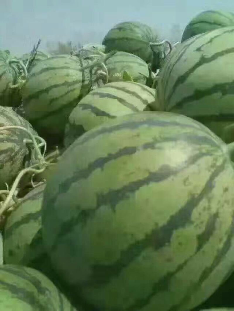 甜王西瓜10斤打底8成熟1茬