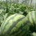 甜王西瓜10斤打底8成熟1茬