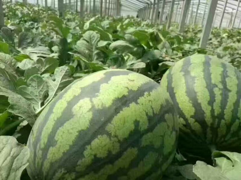 甜王西瓜10斤打底8成熟1茬