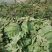 京欣西瓜10斤打底8成熟1茬
