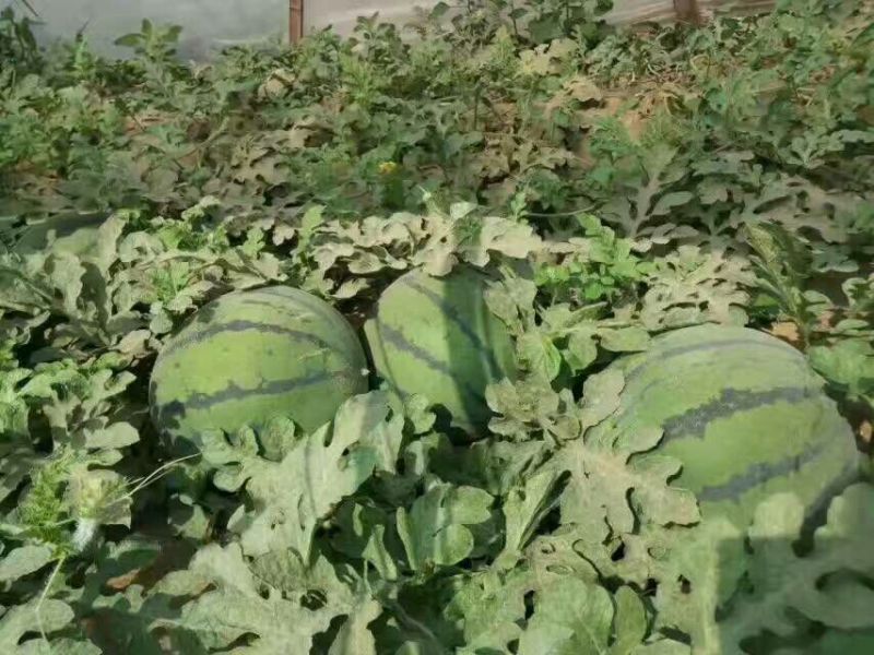 京欣西瓜10斤打底8成熟1茬