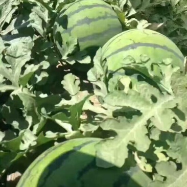 京欣西瓜10斤打底8成熟1茬