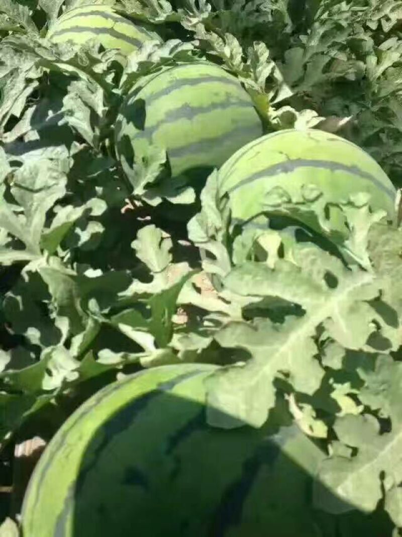 京欣西瓜10斤打底8成熟1茬