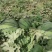 京欣西瓜10斤打底8成熟1茬