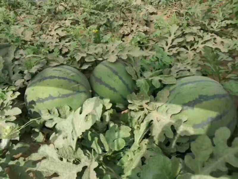 京欣西瓜10斤打底8成熟1茬