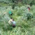蓝莓鲜果12~14mm以上
