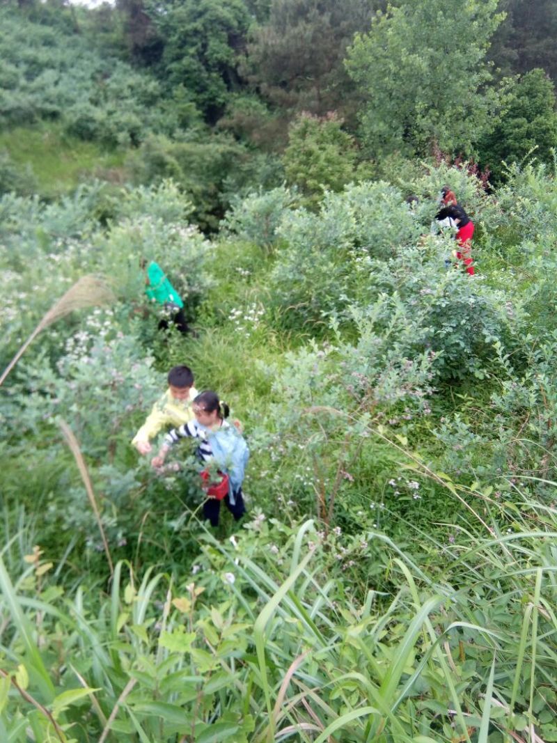 蓝莓鲜果12~14mm以上