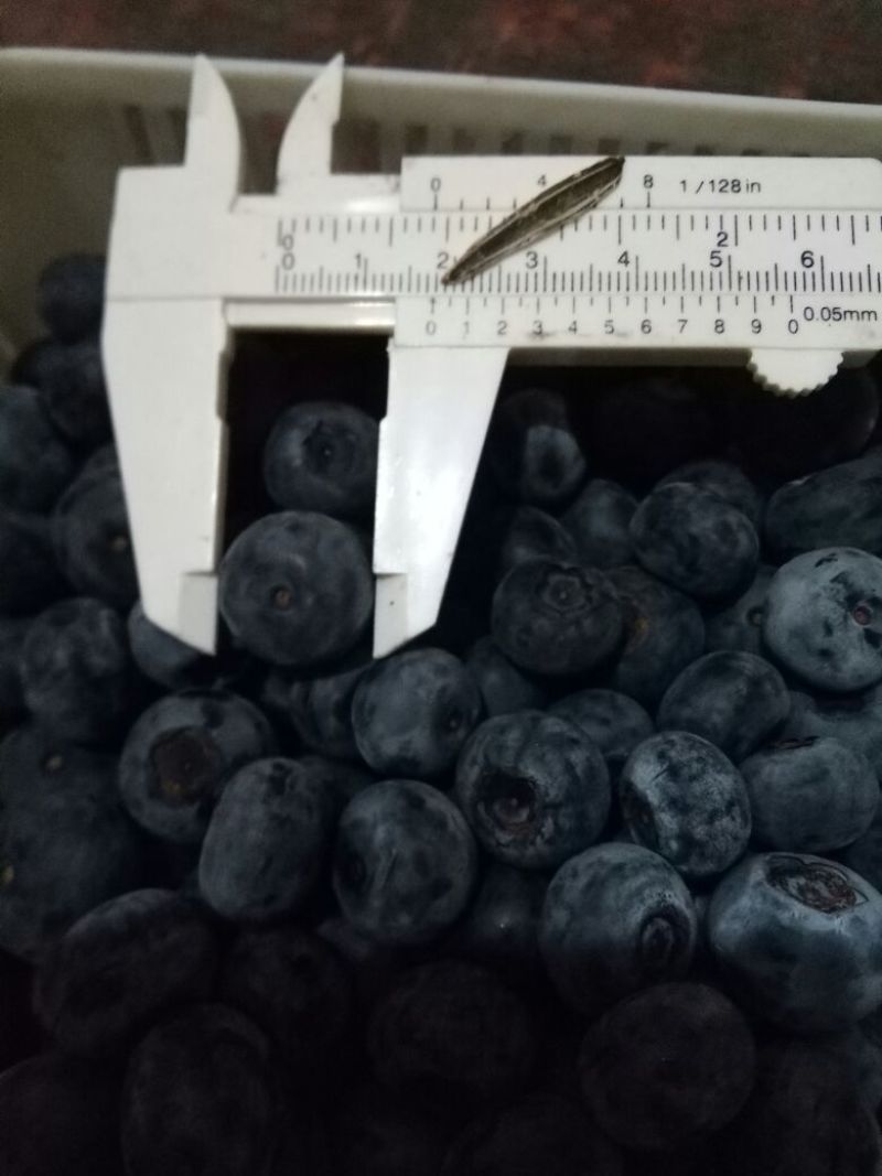 蓝莓鲜果12~14mm以上