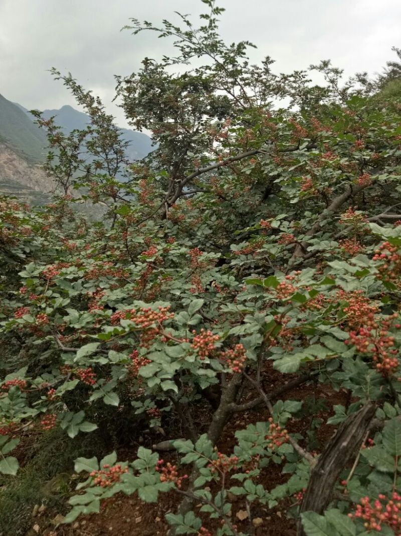 武都大红袍花椒特级干，麻味醇厚，色泽明亮，椒油含量高