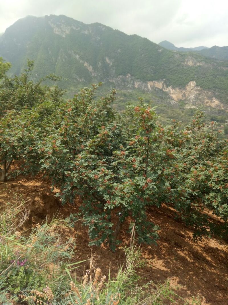 武都大红袍花椒特级干，麻味醇厚，色泽明亮，椒油含量高