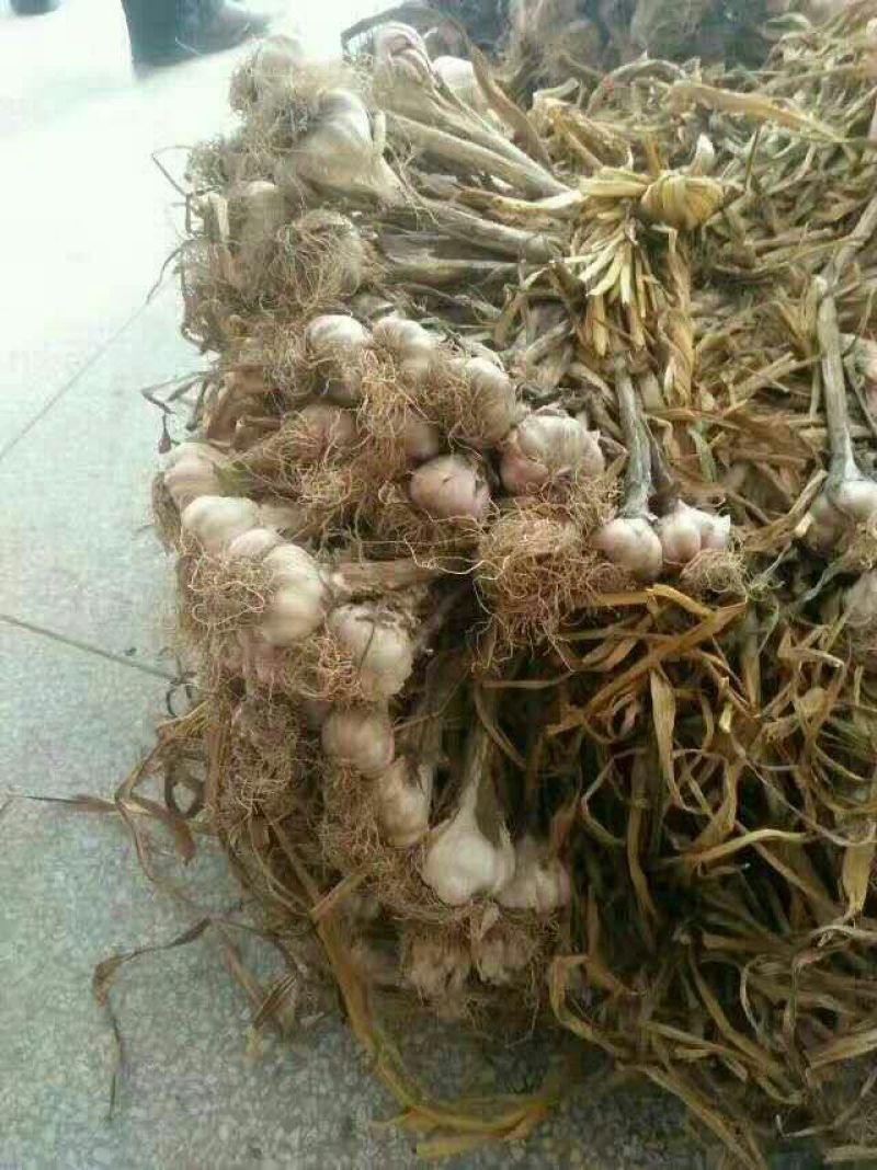 大蒜混级统货干蒜大量本地香蒜头、