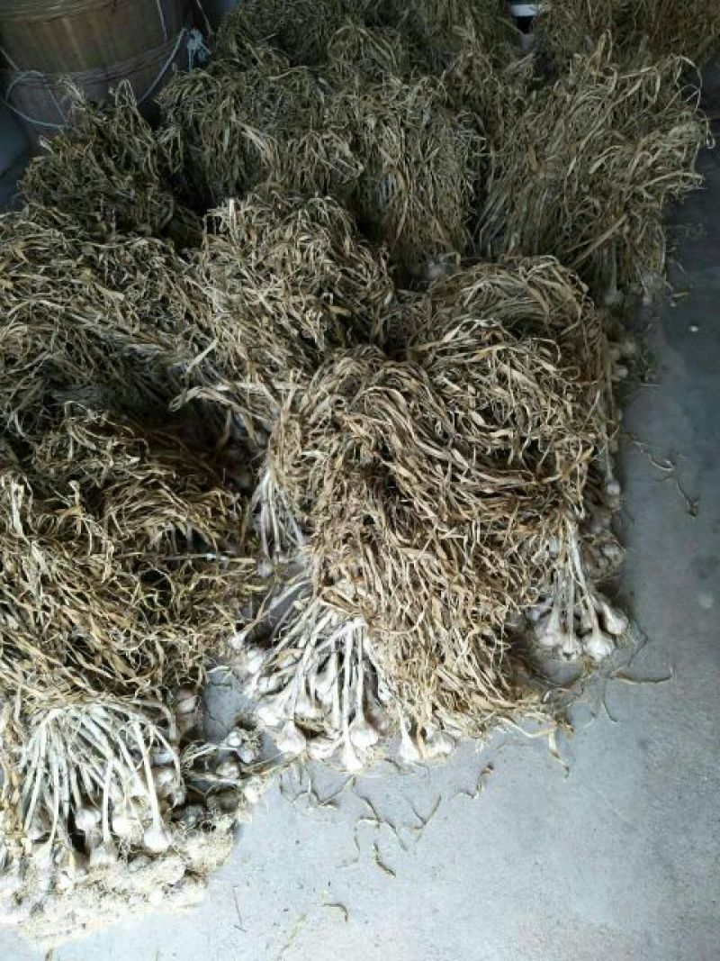 大蒜混级统货干蒜大量本地香蒜头、