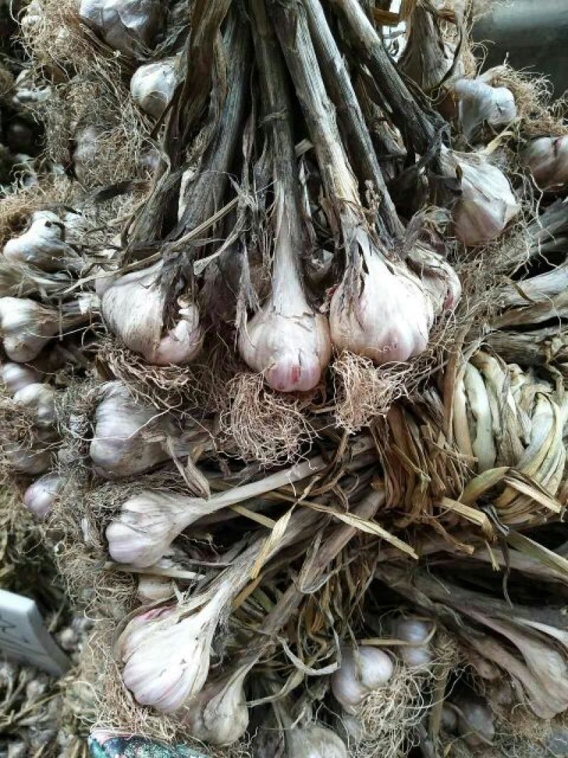 大蒜混级统货干蒜大量本地香蒜头、