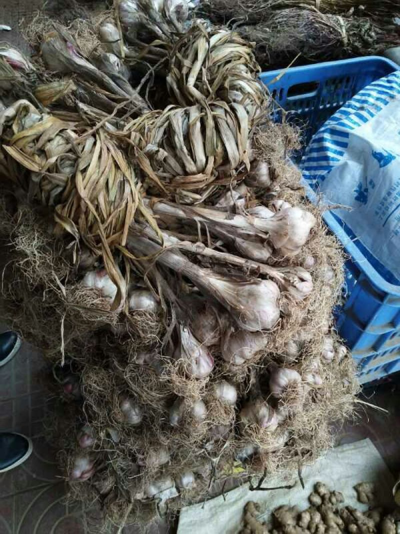 大蒜混级统货干蒜大量本地香蒜头、