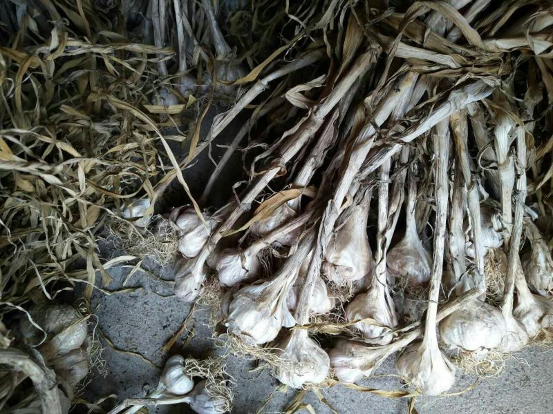 大蒜混级统货干蒜大量本地香蒜头、