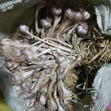 大蒜混级统货干蒜大量本地香蒜头、