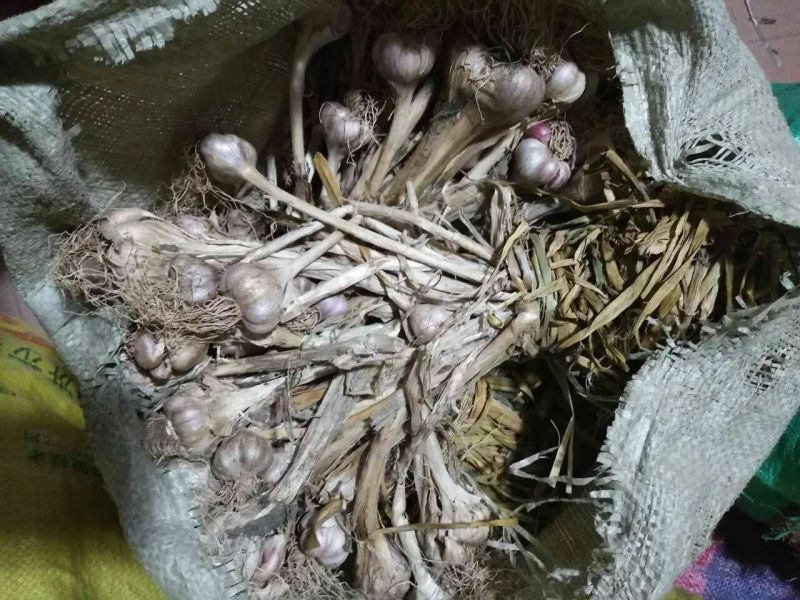 大蒜混级统货干蒜大量本地香蒜头、