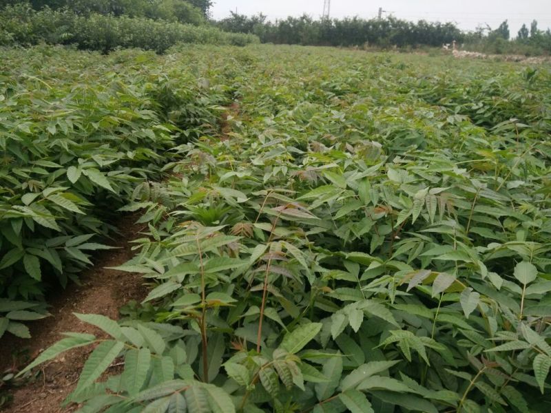 红油香椿苗，产地直发，全部精品，可签合同