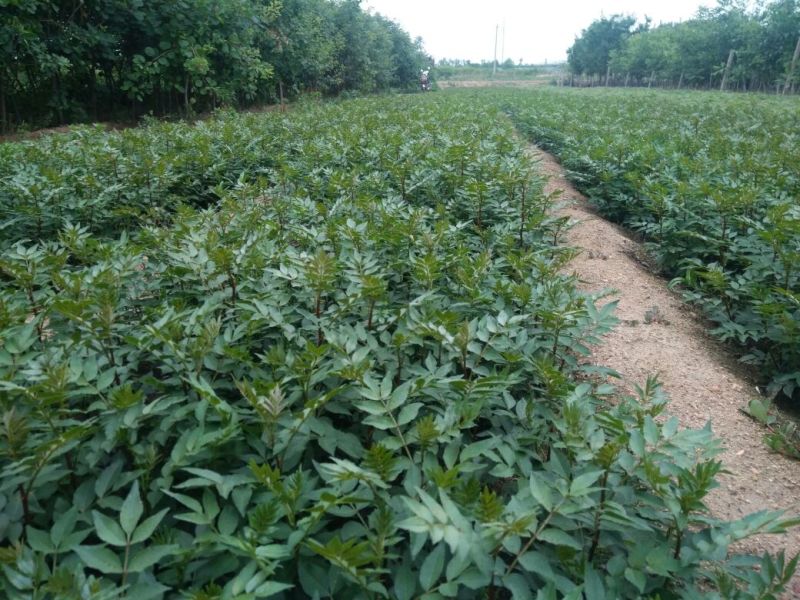 【花椒苗】0.5~1年山东泰安花椒苗基地直供