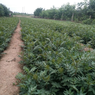 【花椒苗】0.5~1年山东泰安花椒苗基地直供