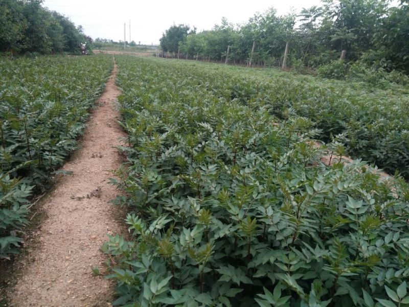 【花椒苗】0.5~1年山东泰安花椒苗基地直供