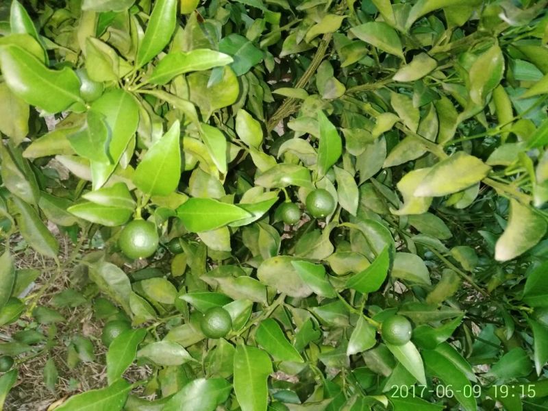 春见柑桔2~2.5cm