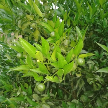 春见柑桔2~2.5cm