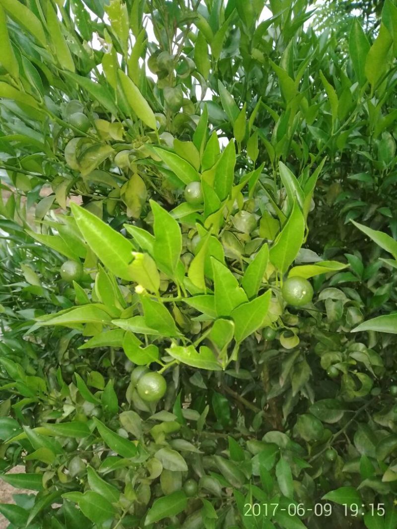 春见柑桔2~2.5cm