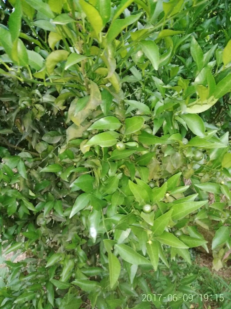 春见柑桔2~2.5cm