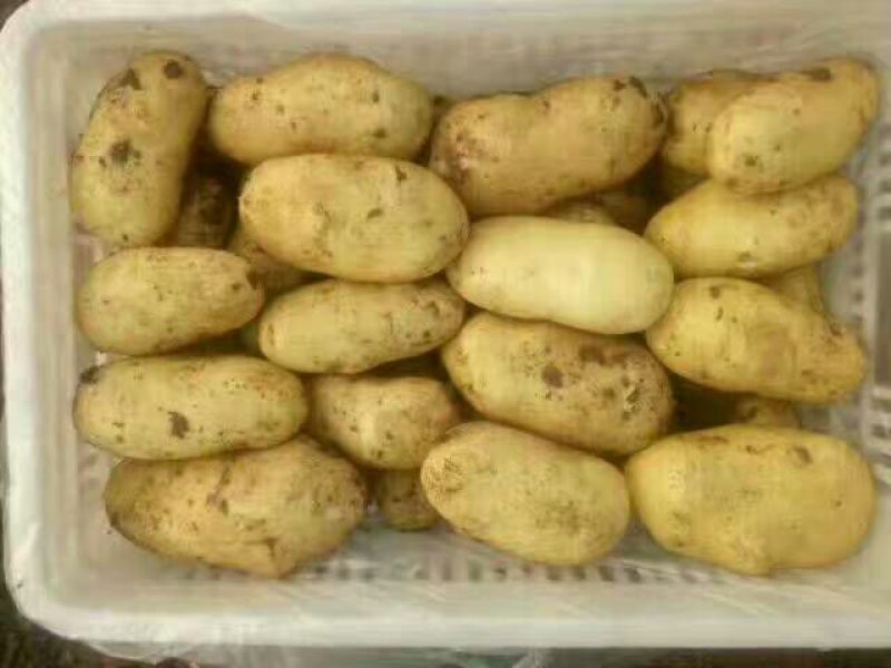 土豆批发荷兰15土豆黄皮黄心产地直销价格便宜