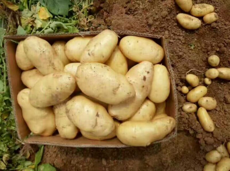 土豆批发荷兰15土豆黄皮黄心产地直销价格便宜