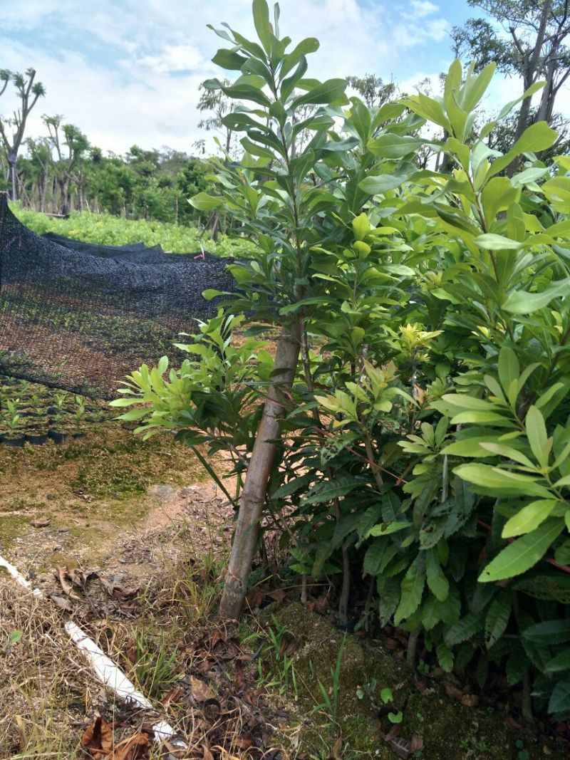 东魁杨梅苗30~50cm，小苗到大苗都有，1-8公分