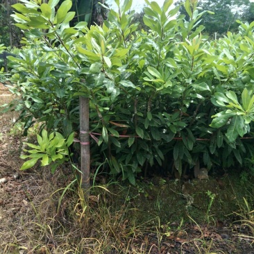 东魁杨梅苗30~50cm，小苗到大苗都有，1-8公分