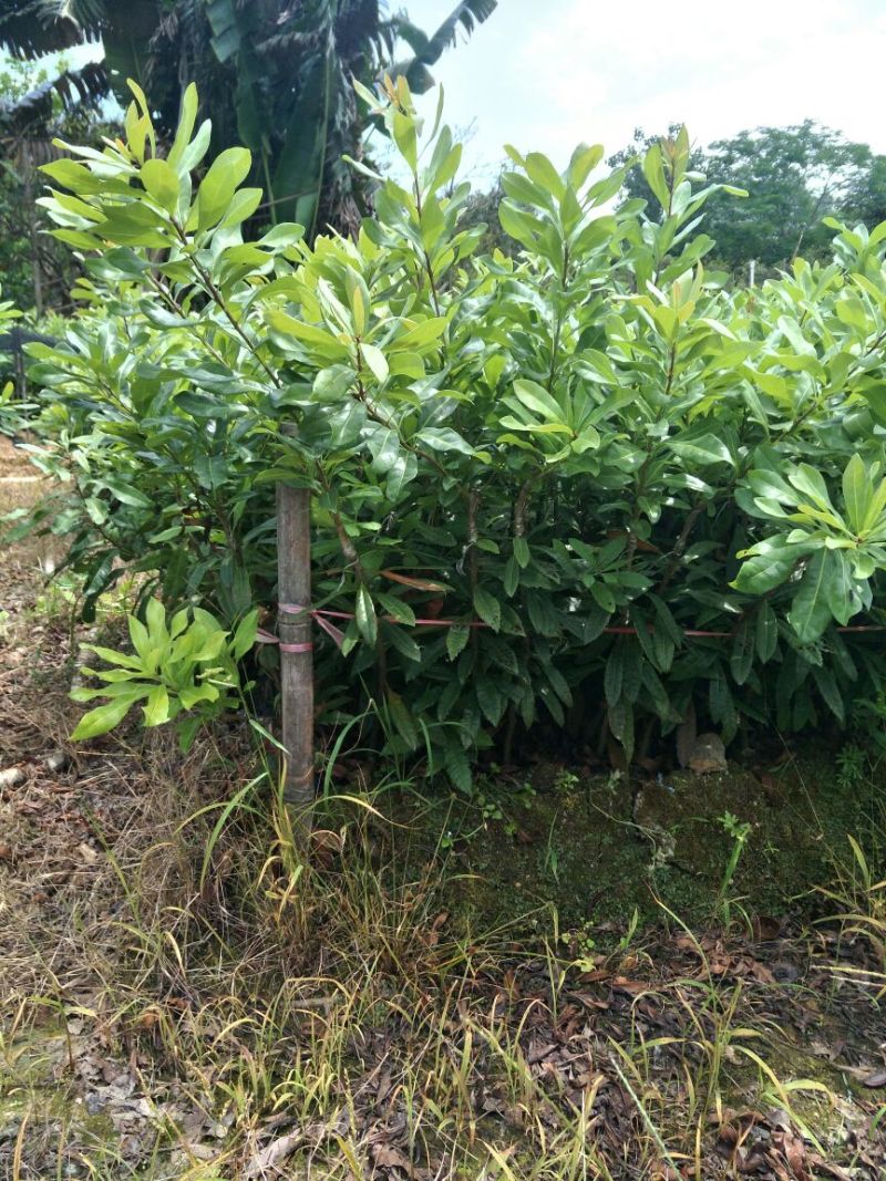 东魁杨梅苗30~50cm，小苗到大苗都有，1-8公分
