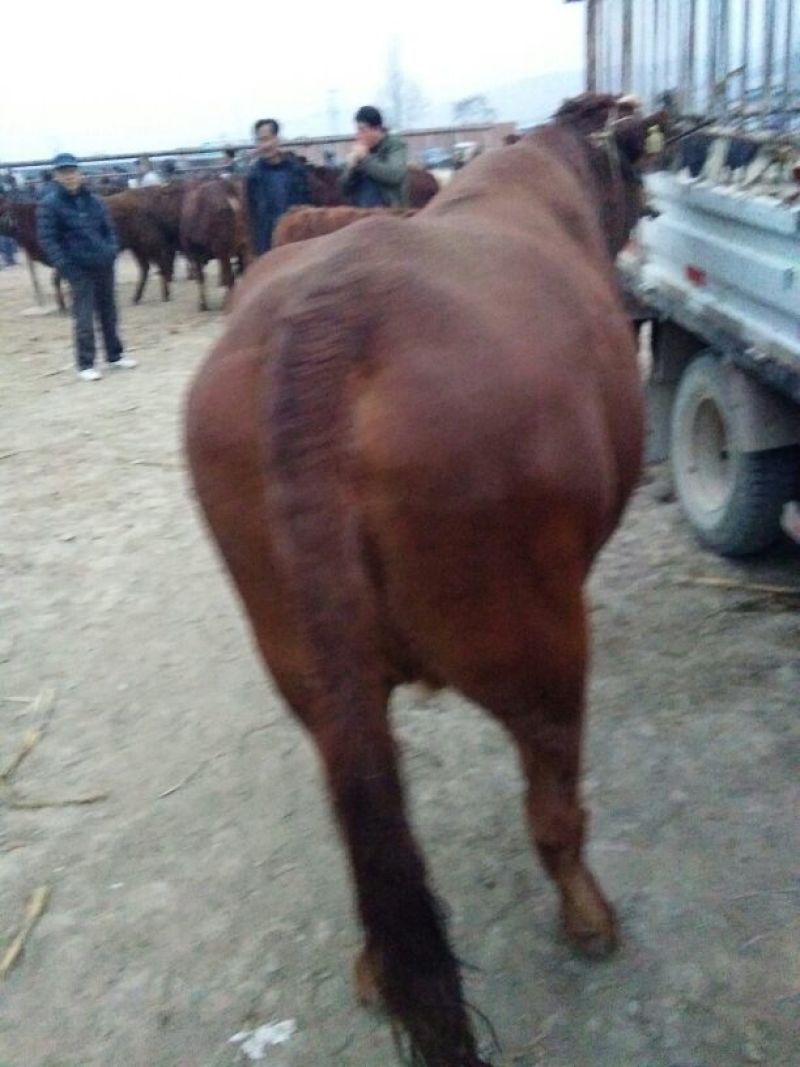 秦川牛400~500kg