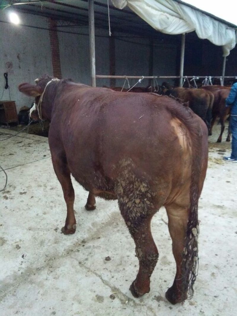 秦川牛400~500kg