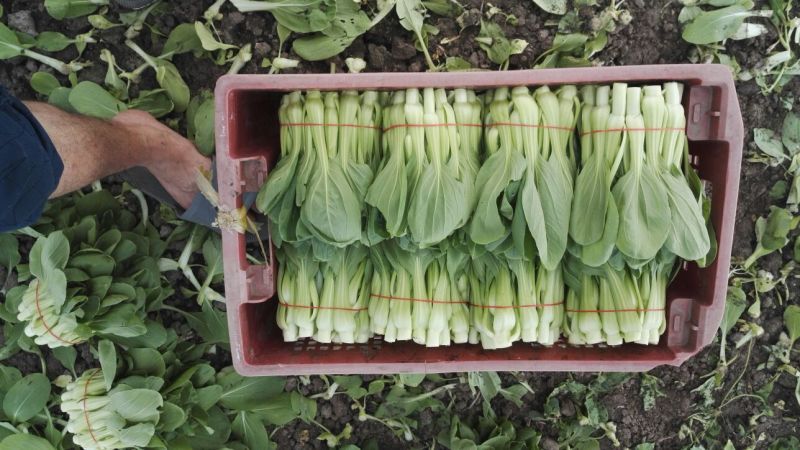 青菜8cm以下