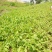 薄壳香核桃苗一年苗50~100cm