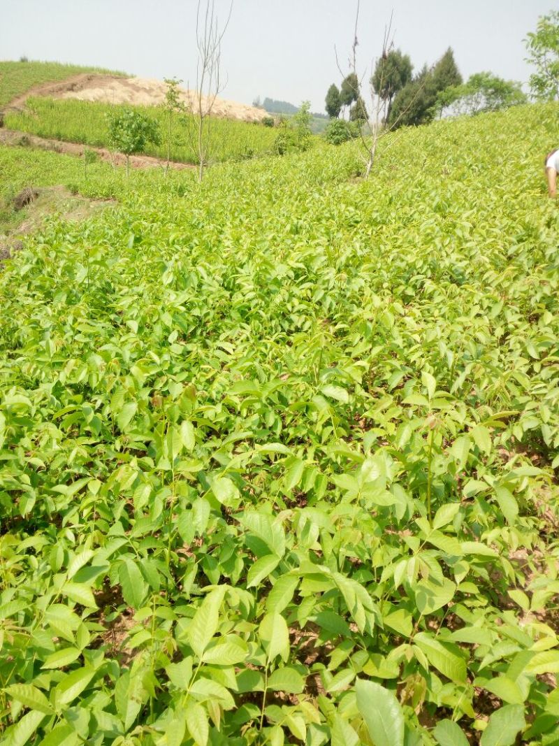 薄壳香核桃苗一年苗50~100cm