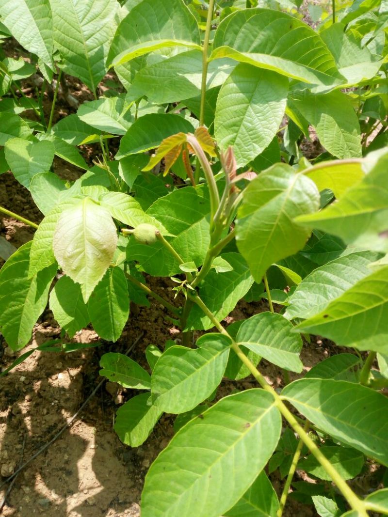 薄壳香核桃苗一年苗50~100cm