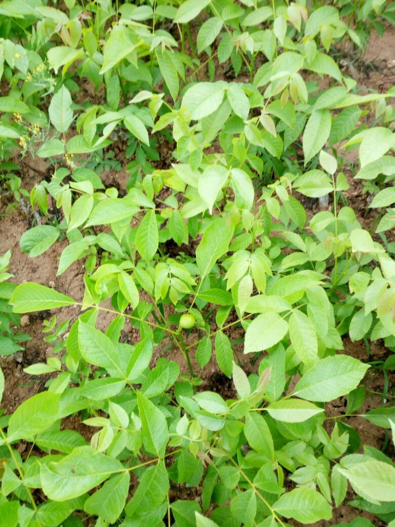 薄壳香核桃苗一年苗50~100cm