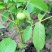 薄壳香核桃苗一年苗50~100cm
