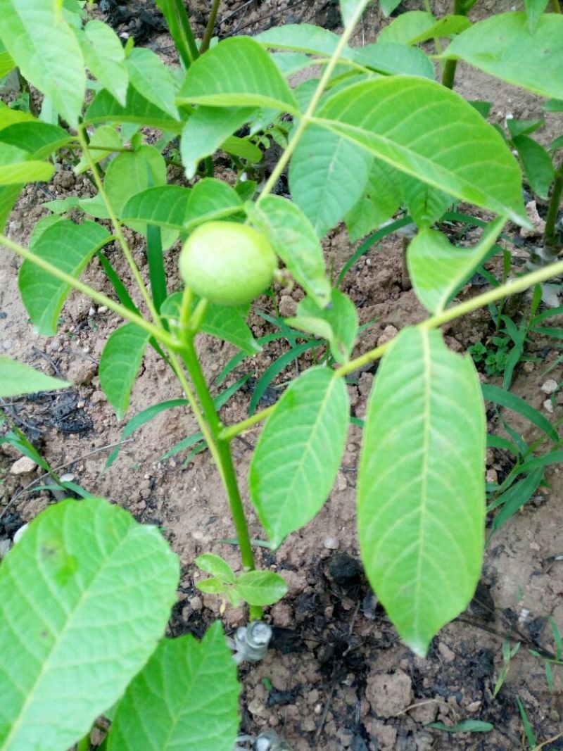 薄壳香核桃苗一年苗50~100cm